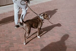 Dog Bites Laws In Nampa